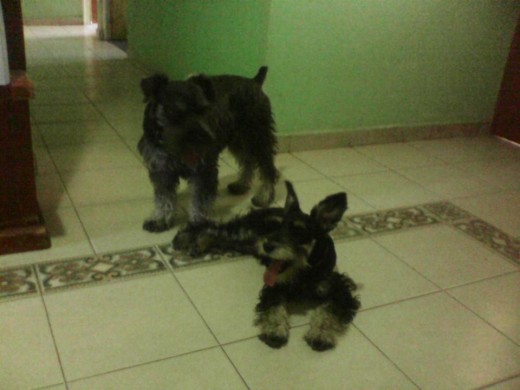 Totti jugando  con Max 
